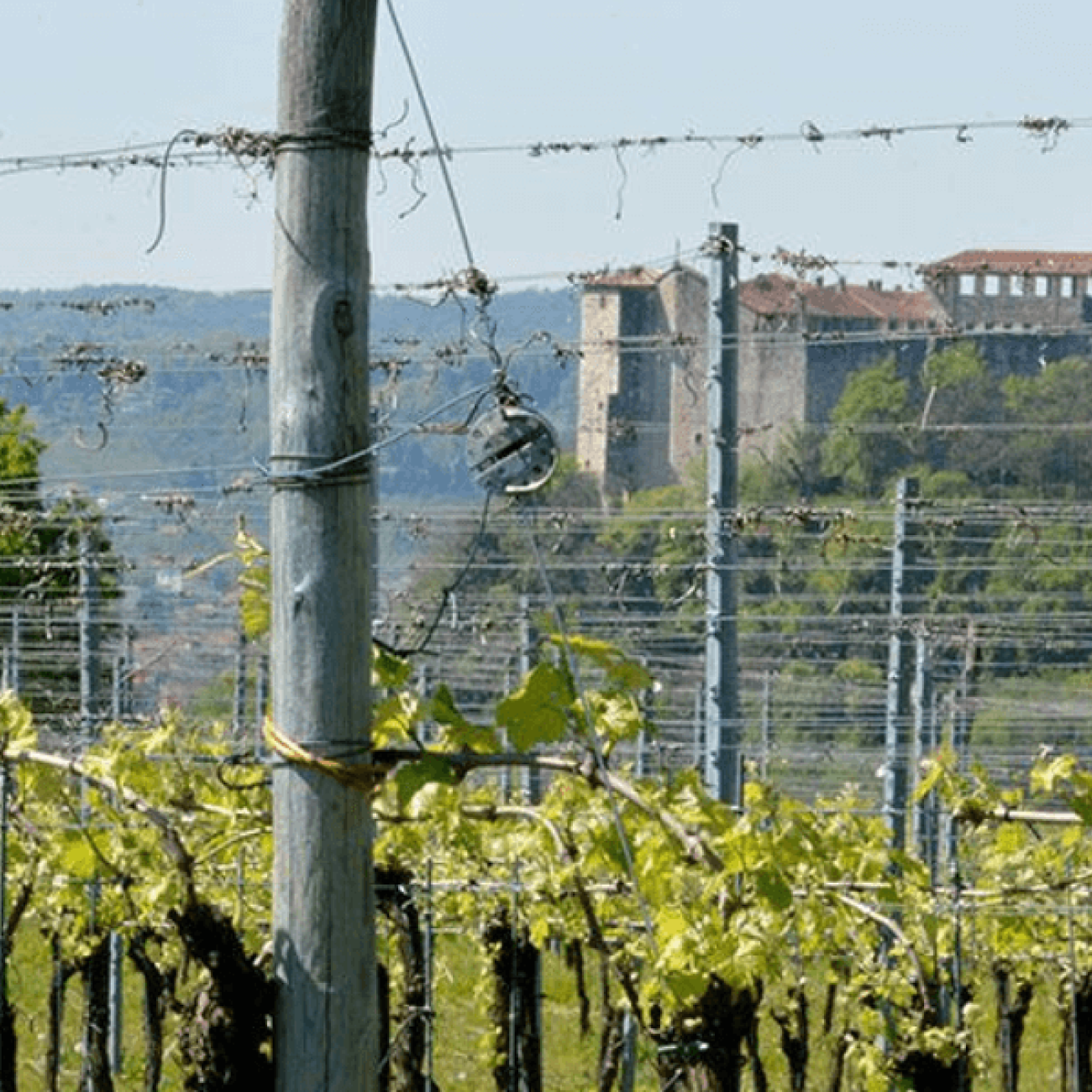 Azienda agricola e vinicola “Cascina Piano”