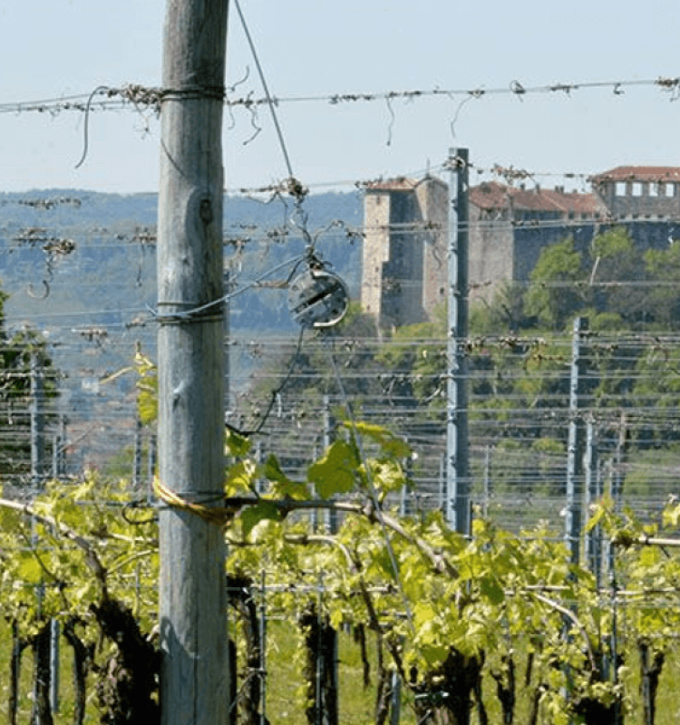 Azienda agricola e vinicola “Cascina Piano”